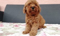 Carl (Toy poodle)