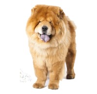 Chow Chow