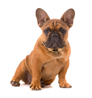 French bulldog