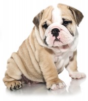 English Bulldog
