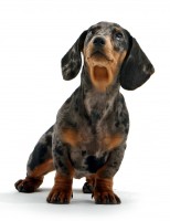Dachshund