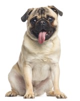 Pug