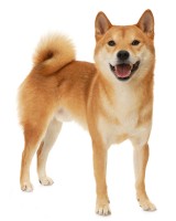 Shiba Inu