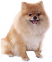 Pomeranian
