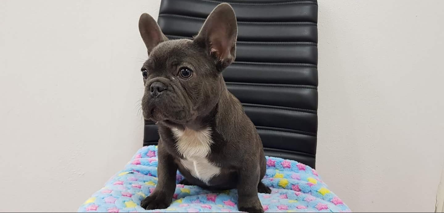 From Family to Family - French bulldog