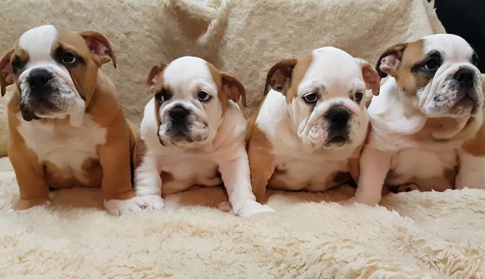 are english bulldogs good with children
