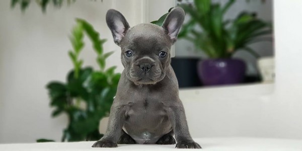 Fiona-