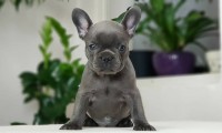 Fiona-