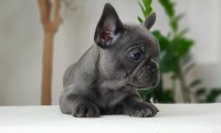 Fiona-