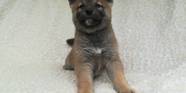 Hector
