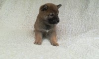 Hector