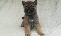Hector