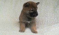 Hector
