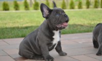 Voxus