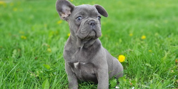 Ador