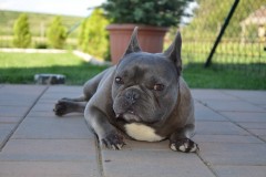 Aldo