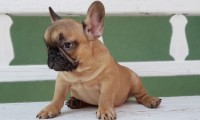 Chicco