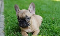 Chicco