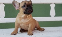 Chicco