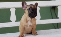 Chloe