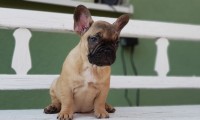 Chloe