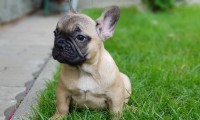Chloe