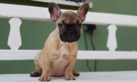 Chloe