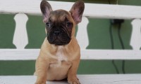 Chloe