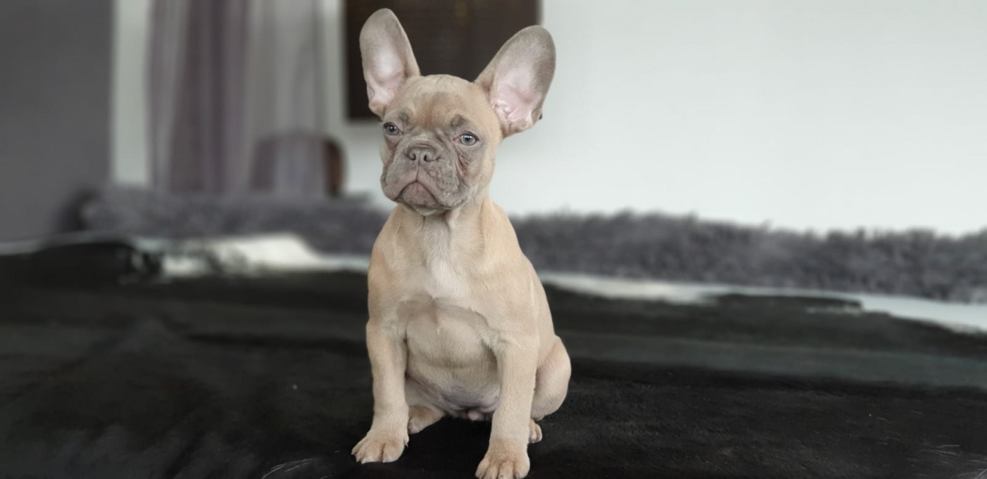 lilac fawn frenchie