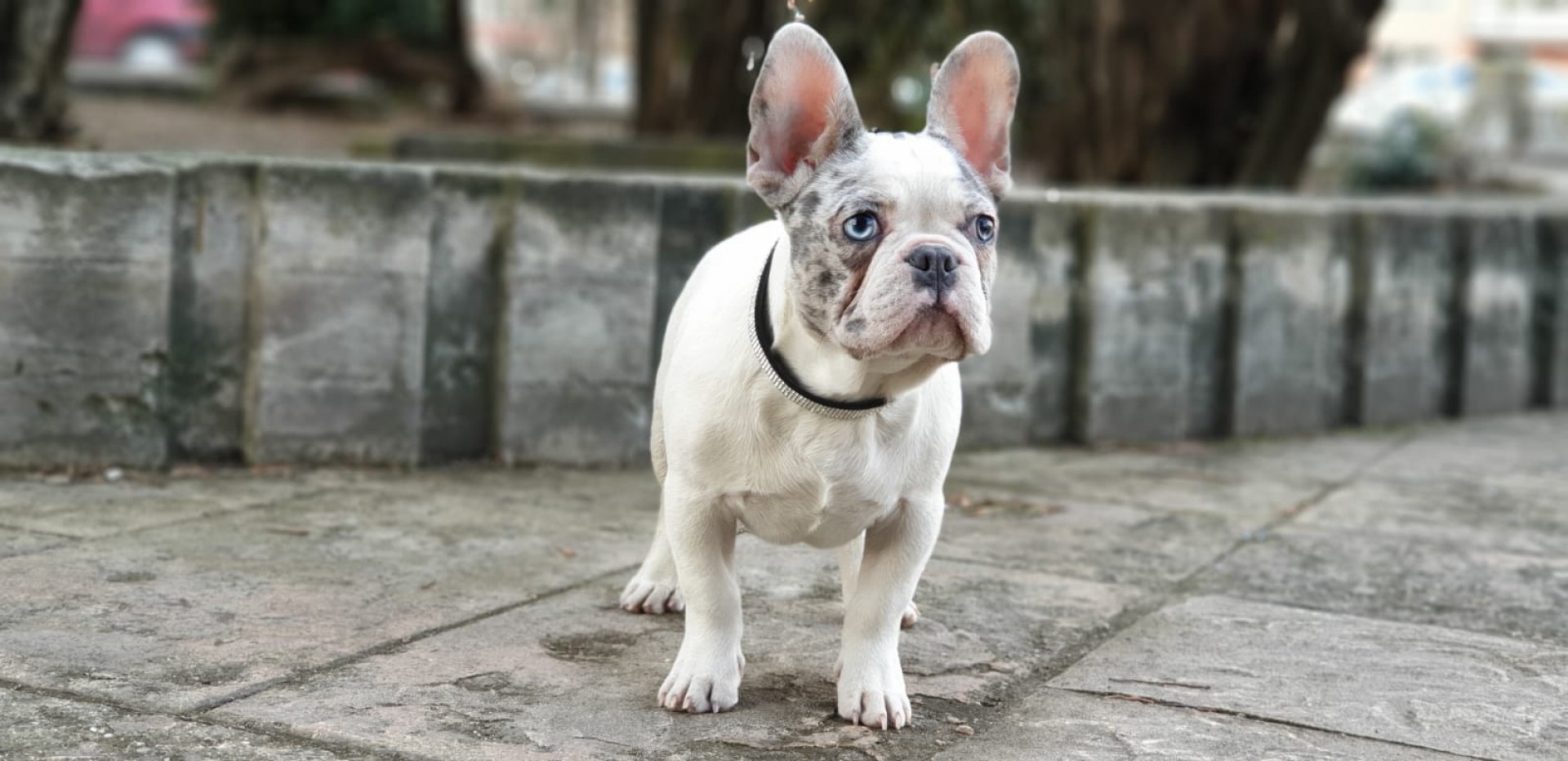 pied merle french bulldog