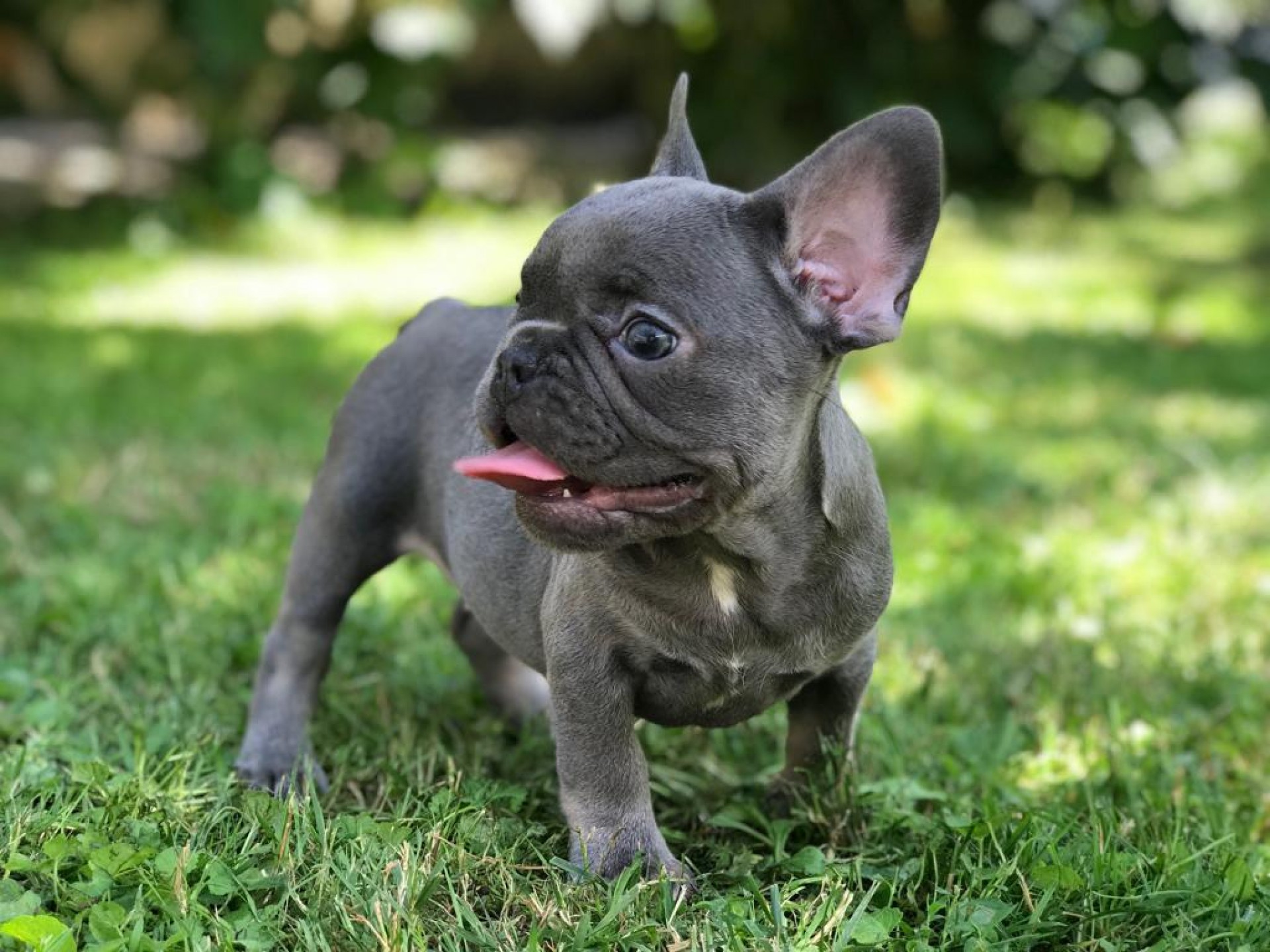 what is a velvet french bulldog?