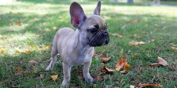 MORRIS