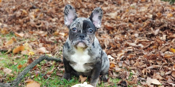 ELLA