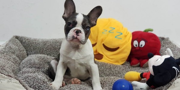 Scout