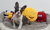 Scout