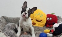 Scout