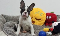 Scout