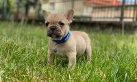 Max-