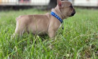 Max-