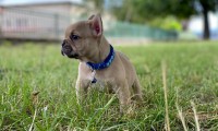 Max-