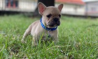 Max-