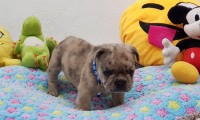 Kodie