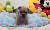 Kodie