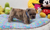 Kodie