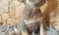 Moofie