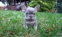 Moofie