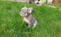 Moofie