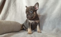 Penny
