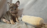 Penny