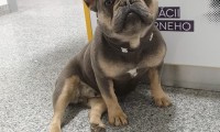 Penny